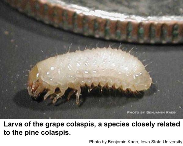 Pine colaspis larva